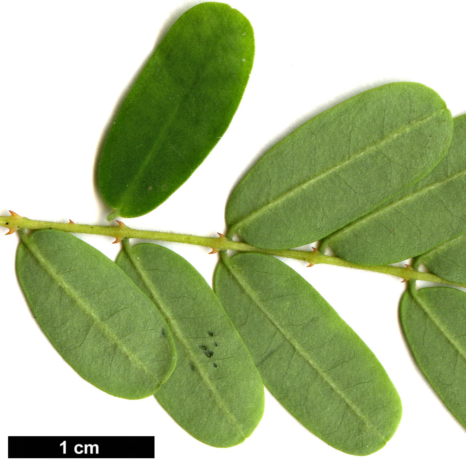 High resolution image: Family: Fabaceae - Genus: Biancaea - Taxon: decapetala